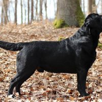 Faithful Paw’s Chance