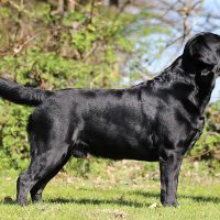 Faithful Paw’s Chance