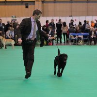 Faithful Paw’s Chance