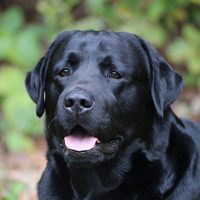 Faithful Paw’s Chance