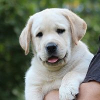 Faithful Paw’s English Touch