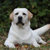 Faithful Paw’s English Touch