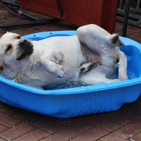 Faithful Paw’s English Touch