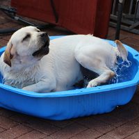 Faithful Paw’s English Touch