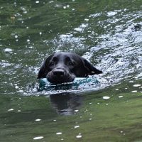 Faithful Paw’s Brave Heart – *Conner*
