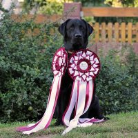 Faithful Paw’s Brave Heart – *Conner*