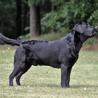 Faithful Paw’s Brave Heart – *Conner*
