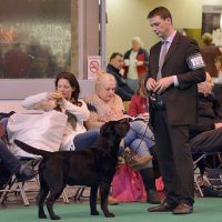 Faithful Paw’s Brave Heart – *Conner*