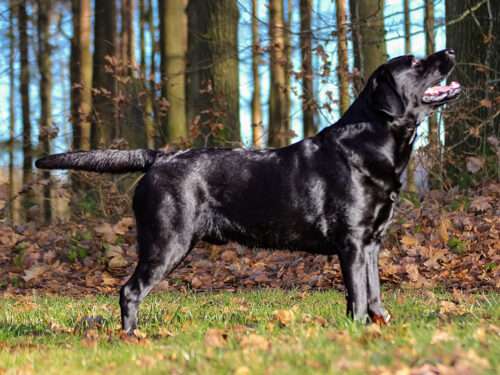 Faithful Paw's Free Spirit