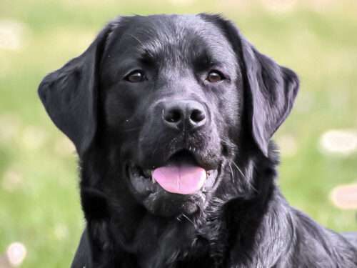 Faithful Paws Guardian Ciri