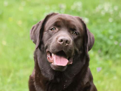 Hurricane Hawker Di Fiocci E Gocce