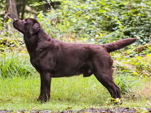 Hurricane Hawker Di Fiocci E Gocce​