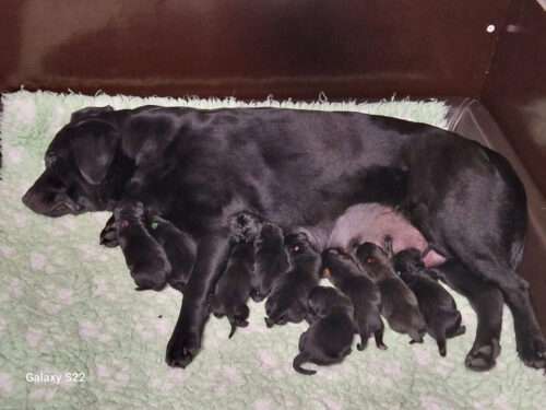 6 Rüden und 3 Hündinnen