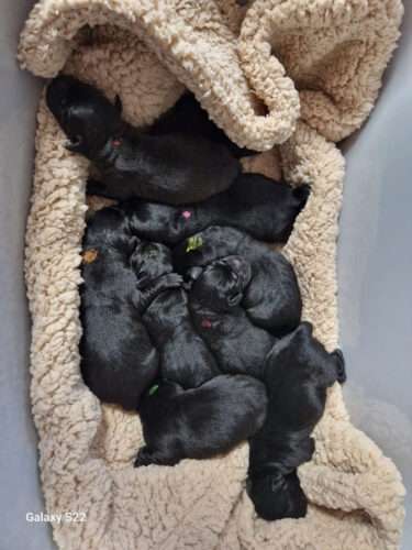 6 Rüden und 3 Hündinnen