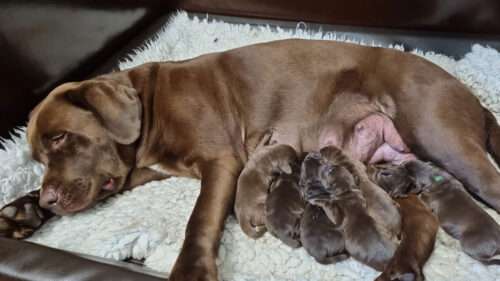 Am 07.06. hat Tilda ihre Welpen zur Welt gebracht. Es sind 4 Rüden und 3 Hündinnen.