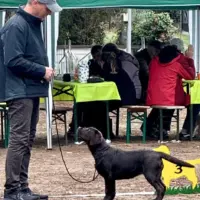 Clubschau-Special Labrador Show-Oftersheim