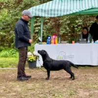 Clubschau-Special Labrador Show-Oftersheim