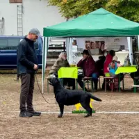 Clubschau-Special Labrador Show-Oftersheim