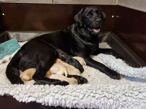 U-Wurf am 28.03.2026