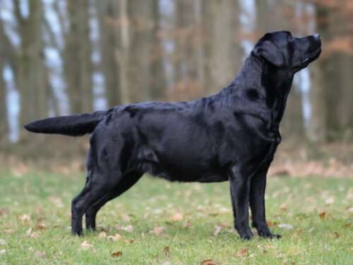 Faithful Paw's Power Of Love *Aria*