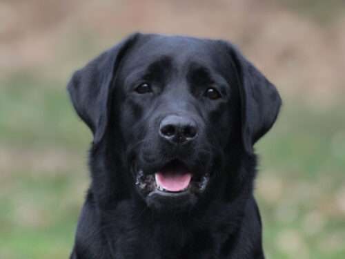 Faithful Paw's Power Of Love *Aria*